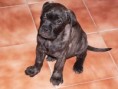 /album/fotogalerie/puma-izz-rott-bull-2-mesice-jpg/